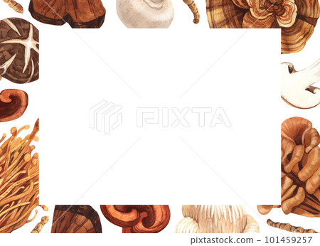 Watercolor medicinal mushroom frame, adaptogenic plant. Hand-drawn illustration isolated on white background. Perfect concept for healthy chinese medicine popular superfood, design packing. Watercolor medicinal mushroom frame, adaptogenic plant. Hand-drawn illustration isolated on white background. Perfect concept for healthy chinese medicine popular superfood, design packing. 101459257