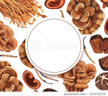 Watercolor round frame medicinal mushroom, adaptogenic plant. Hand-drawn illustration isolated on white background. Perfect concept for healthy chinese medicine popular superfood, design packing 101459259