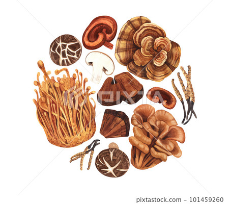 Watercolor round frame medicinal mushroom, adaptogenic plant. Hand-drawn illustration isolated on white background. Perfect concept for healthy chinese medicine popular superfood, design packing 101459260