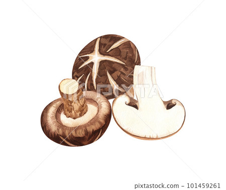 Watercolor Shiitake mushroom. Hand-drawn illustration isolated on white background. Perfect concept for healthy chinese medicine popular superfood, design packing. Watercolor Shiitake mushroom. Hand-drawn illustration isolated on white background. Perfect concept for healthy chinese medicine popular superfood, design packing. 101459261