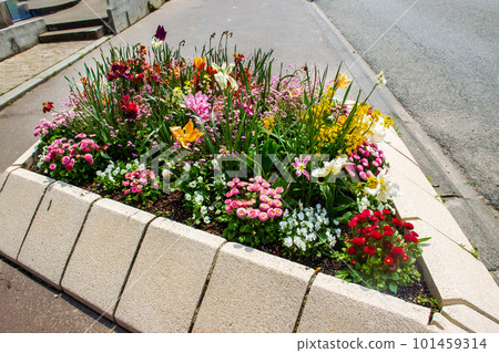 Flowerbed in concrete stand in Normadian village Flowerbed in concrete stand in Normadian village 101459314