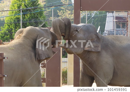 [Yamaguchi Prefecture] Friendly Sri Lankan Elephants Engaging Their Noses 101459391