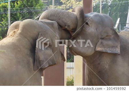 [Yamaguchi Prefecture] Friendly Sri Lankan Elephants Engaging Their Noses 101459392