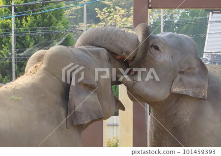 [Yamaguchi Prefecture] Friendly Sri Lankan Elephants Engaging Their Noses 101459393
