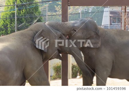 [Yamaguchi Prefecture] Friendly Sri Lankan Elephants Engaging Their Noses 101459396