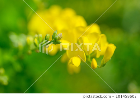 掃帚_5708 掃帚_5708 101459602