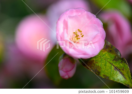 Camellia Spring Festival_6253 101459609