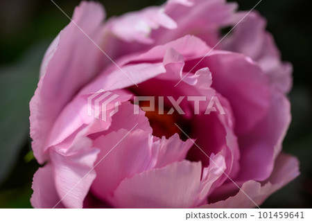 Winter peony/Kasugayama_5901 Winter peony/Kasugayama_5901 101459641