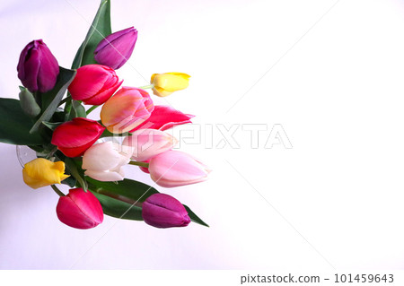 Colorful tulip flowers white background 101459643
