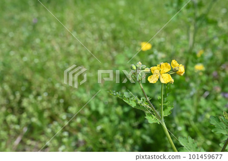 開花在草的白屈菜花 101459677