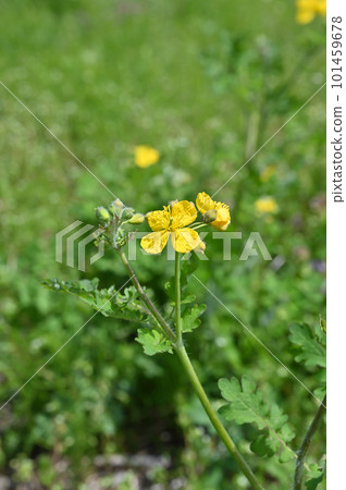 開花在草的白屈菜花 101459678