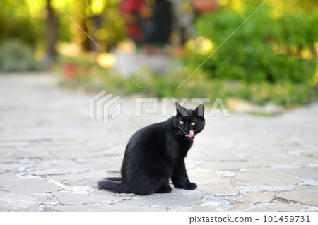 Beautiful black cat on the street of city. Homeless animals 101459731