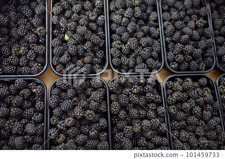 Fresh homegrown berries are at local farmer's market. Blackberry. Healthy vegetarian food. 101459733