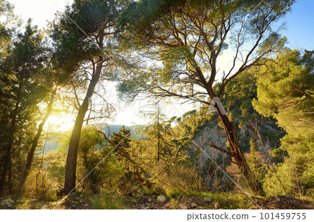 Pine forest on the mountains nearby Budva on a summer day. 101459755