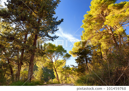 Pine forest on the mountains nearby Budva on a summer day. Pine forest on the mountains nearby Budva on a summer day. 101459768