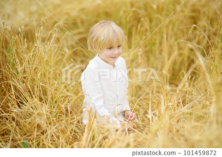 Portrait of cute preschooler boy on gold wheat autumn field. Child wearing white shirt walk in grain-field. Portrait of cute preschooler boy on gold wheat autumn field. Child wearing white shirt walk in grain-field. 101459872