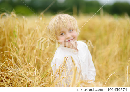 Portrait of cute preschooler boy on gold wheat autumn field. Child wearing white shirt walk in grain-field. Portrait of cute preschooler boy on gold wheat autumn field. Child wearing white shirt walk in grain-field. 101459874