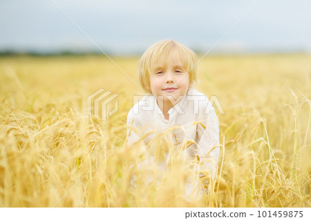 Portrait of cute preschooler boy on gold wheat autumn field. Child wearing white shirt walk in grain-field. Portrait of cute preschooler boy on gold wheat autumn field. Child wearing white shirt walk in grain-field. 101459875