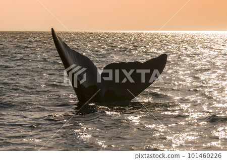 Southern right whale,jumping behavior,Patagonia, Argentina 101460226