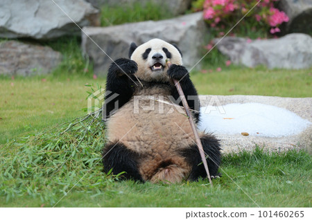 Yuhama eating bamboo deliciously Yuhama eating bamboo deliciously 101460265