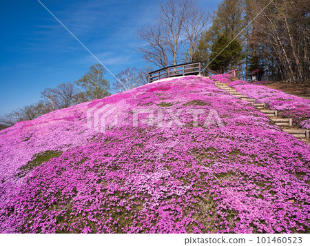 Toigakko Shiba Sakura Park 101460523