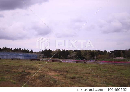 Tomita Satoniwa Cultivation in full spring Tomita Satoniwa Cultivation in full spring 101460562