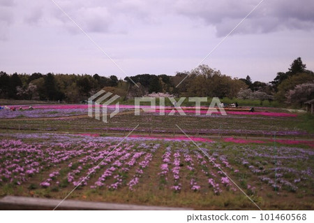 Tomita Satoniwa Cultivation in full spring 101460568