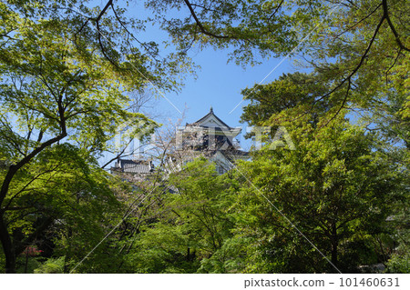 新鮮的綠色岡崎城天守閣 新鮮的綠色岡崎城天守閣 101460631