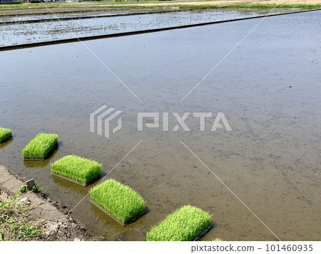 Rice planting season rice-planting Japan Rice planting season rice-planting Japan 101460935