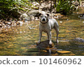 Dog cooling off in a creek 101460962
