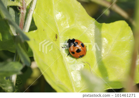 Nana Hoshi Tentou 101461271