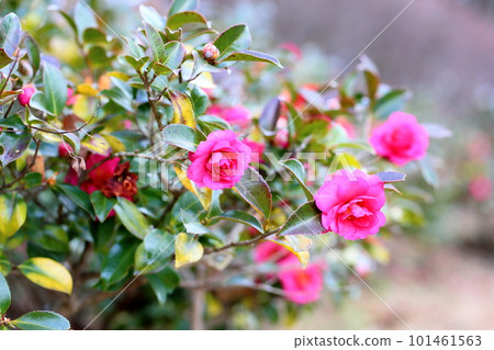 Sasanqua花 Sasanqua花 101461563