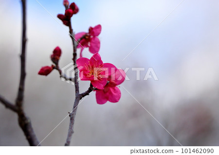 梅花 101462090
