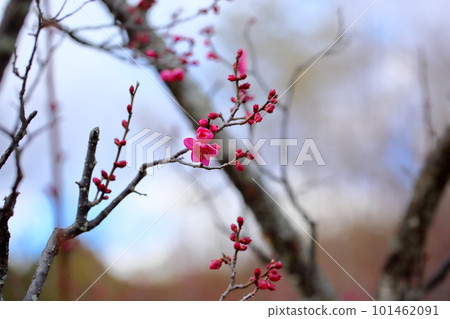 梅花 101462091