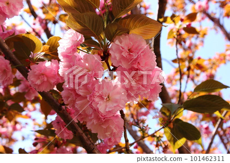 Pink double cherry blossoms along the Myoshoji River (4) 101462311