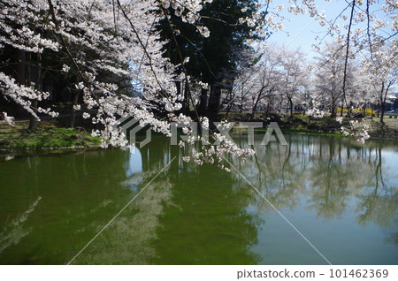 今天的商品是一疊櫻花 101462369