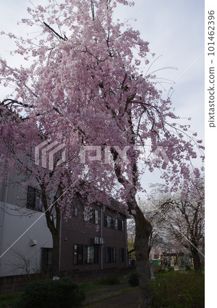 今天的商品是一疊櫻花 101462396