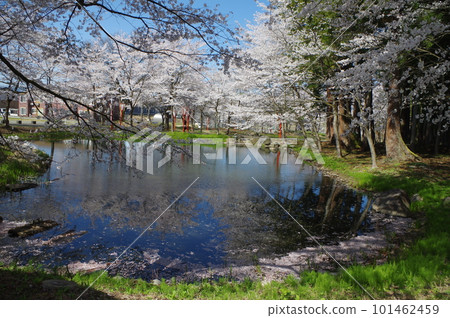 Today's item is a stack of cherry blossoms Today's item is a stack of cherry blossoms 101462459