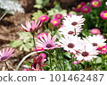 pink and white osteospermum flowers 101462487