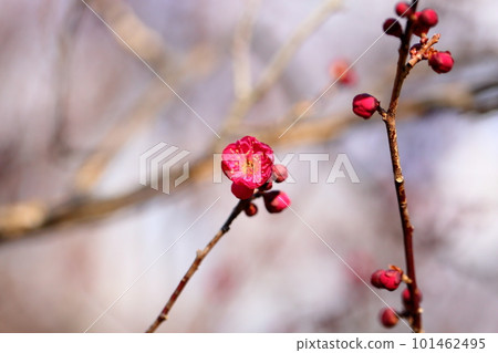 花紅色花 花紅色花 101462495