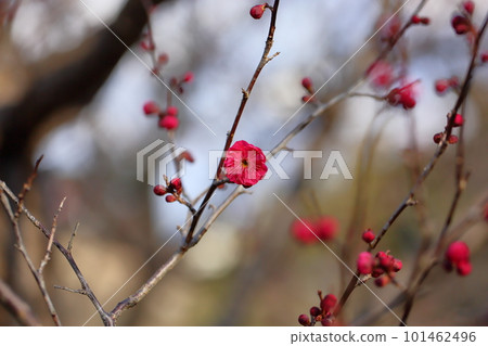 花紅色花 花紅色花 101462496