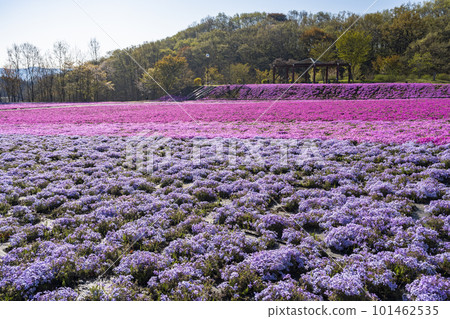 栃木縣市海町清晨的芝櫻公園 蔚藍的天空和盛開的芝櫻 101462535
