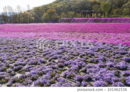 栃木縣市海町清晨的芝櫻公園 蔚藍的天空和盛開的芝櫻 101462536