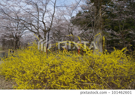 今天的商品是一疊櫻花 101462601