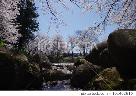 Today's item is a stack of cherry blossoms 101462610