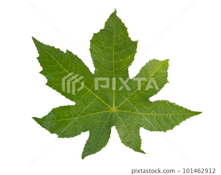 papaya leaf, green papaya leaf isolated on white background. papaya leaf, green papaya leaf isolated on white background. 101462912
