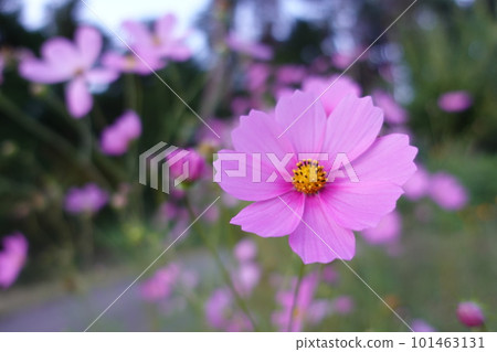 彷彿在對你說話的波斯菊 彷彿在對你說話的波斯菊 101463131