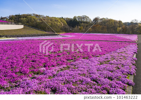 Shibazakura Park in Ichikai Town in the early morning Blue sky and Shibazakura in full bloom Ichikai Town, Tochigi Prefecture Shibazakura Park in Ichikai Town in the early morning Blue sky and Shibazakura in full bloom Ichikai Town, Tochigi Prefecture 101463222