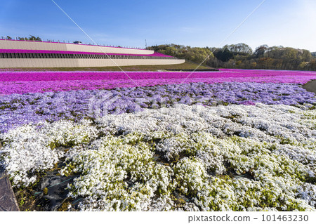 栃木縣市海町清晨的芝櫻公園 蔚藍的天空和盛開的芝櫻 栃木縣市海町清晨的芝櫻公園 蔚藍的天空和盛開的芝櫻 101463230