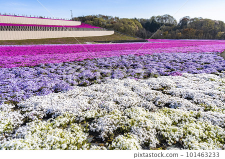 Shibazakura Park in Ichikai Town in the early morning Blue sky and Shibazakura in full bloom Ichikai Town, Tochigi Prefecture Shibazakura Park in Ichikai Town in the early morning Blue sky and Shibazakura in full bloom Ichikai Town, Tochigi Prefecture 101463233